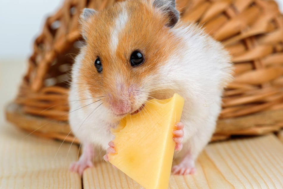 Hamster sind keine Vegetarier - sie benötigen tierisches Eiweiß.