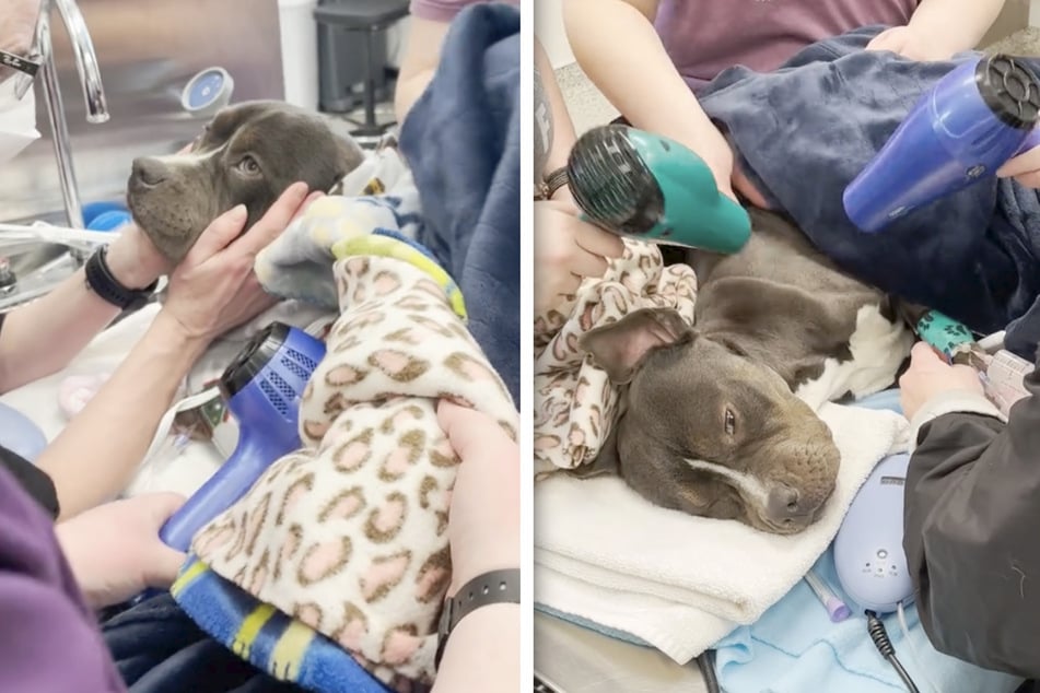 Dog left freezing to death has hair dryers come to the rescue!