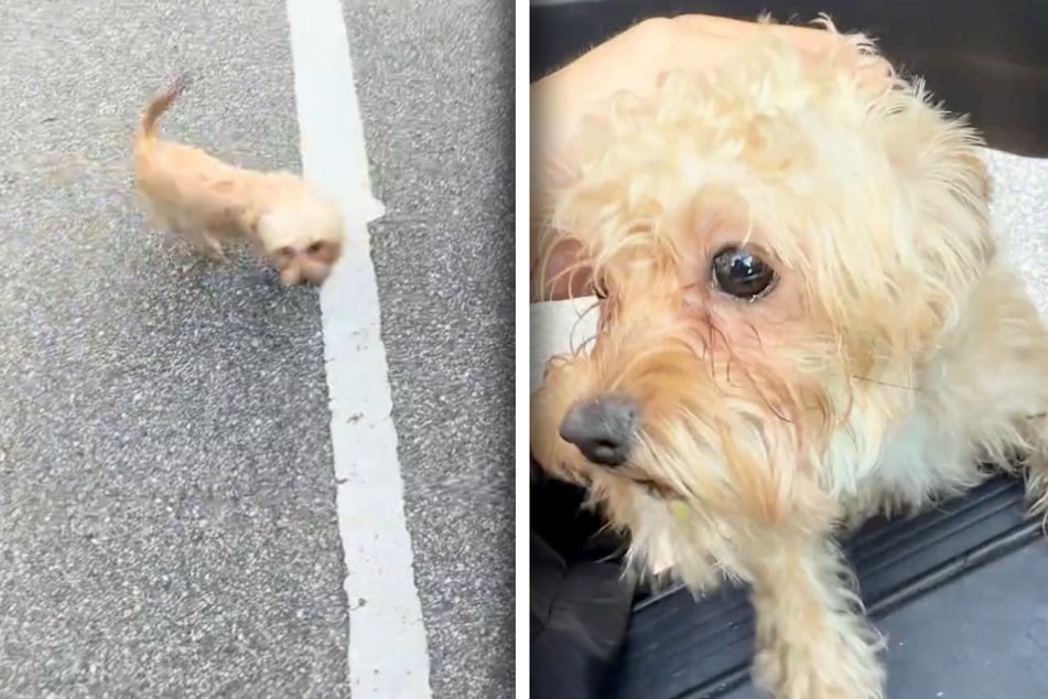 Fremder Hund irritiert Frau mit Begrüßung: Was diese dann sieht, macht sie "unendlich traurig"