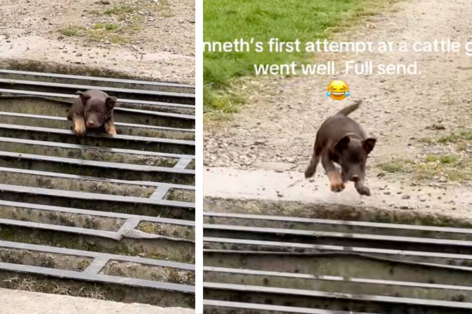 Petit chien veut traverser pour la première fois une clôture de bétail, mais son plan ne fonctionne pas