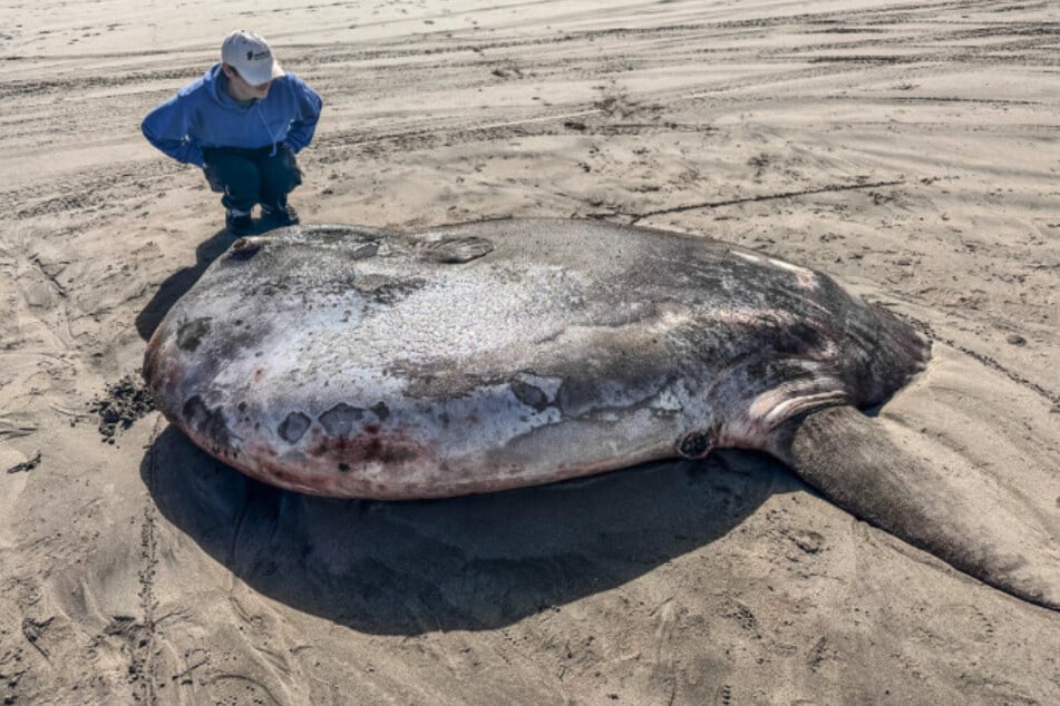 Ungewöhnlicher Fund am Strand: Mondfisch-Kadaver entdeckt!