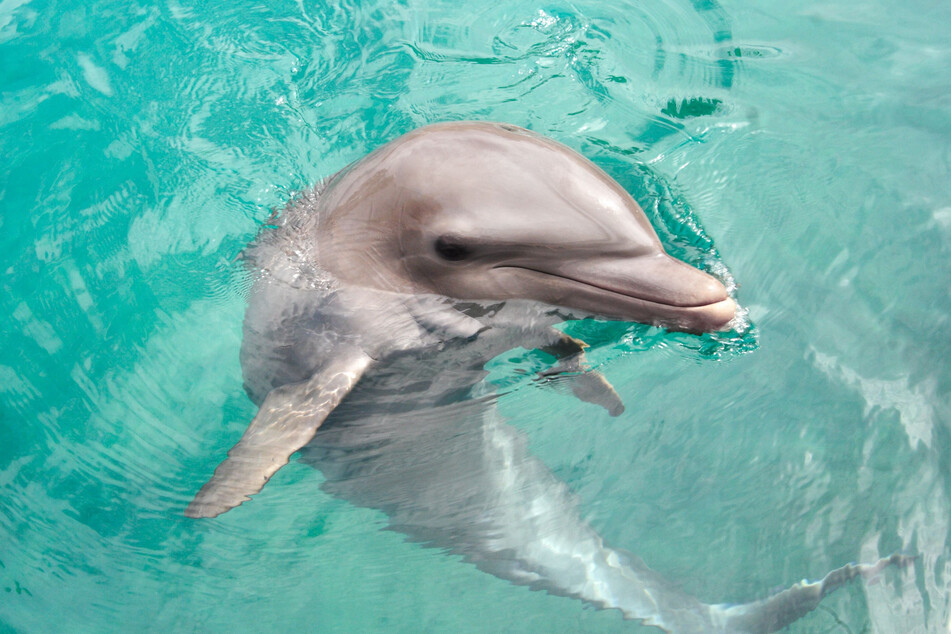 Wenn man einem liebestollen Delfin begegnet, ist es ratsam, das Weite zu suchen. (Symbolbild)