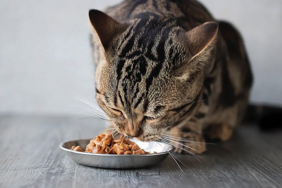 Katzen können die Nährstoffe in Haferflocken kaum verwerten. Wichtig ist daher Futter mit tierischen Proteinen.