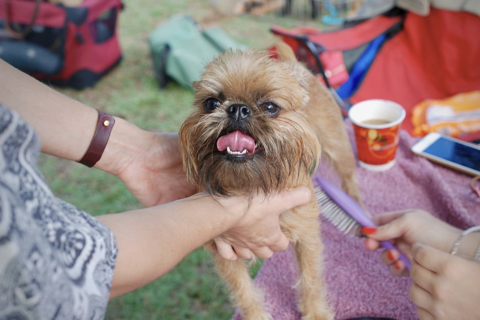 Brussels griffons are unbelievably happy-looking dogs.