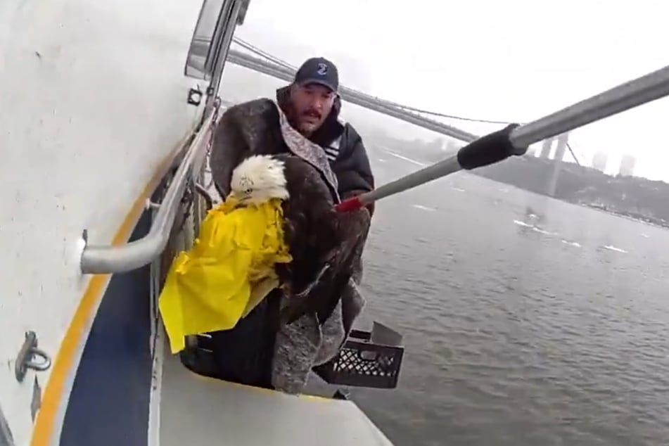 Mehrere Retter zogen den Weißkopfseeadler aus dem Hudson River und wärmten ihn mit Decken.