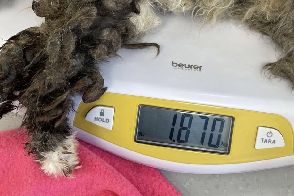 Bei ihrer Ankunft im Tierheim wog die Katze gerade mal 1,8 Kilo.