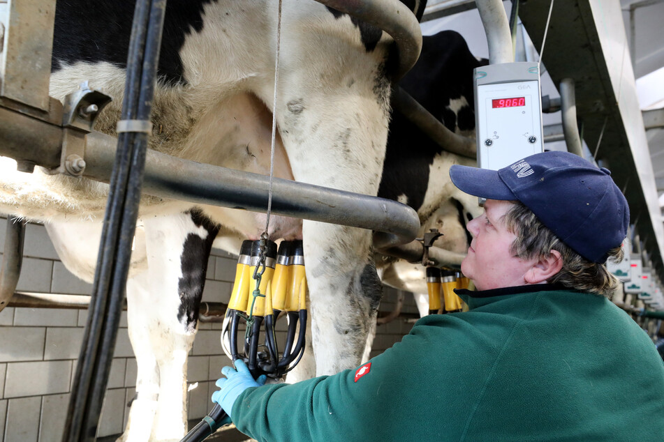 Im Fischgrätenmelkstand des Landwirtschaftsbetriebes Helms legt Diana Meinke einer Kuh das Melkgeschirr an.