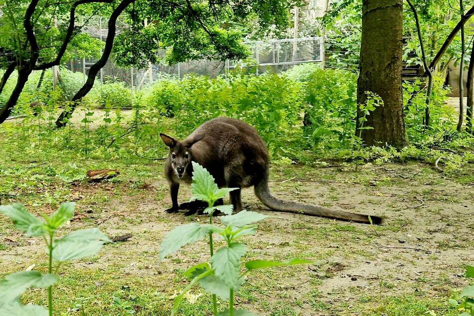 Die australischen Bennett-Kängurus sind mit ihrem Fell eigentlich gut vor der Kälte geschützt. Sich damit anzufreunden, ist jedoch eine andere Sache.