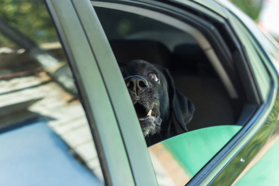 Eine Hundehalterin (80) ließ ihren Vierbeiner im Sommer mehrere Stunden im Auto. Dafür muss sie nun eine Geldstrafe zahlen. (Symbolbild)