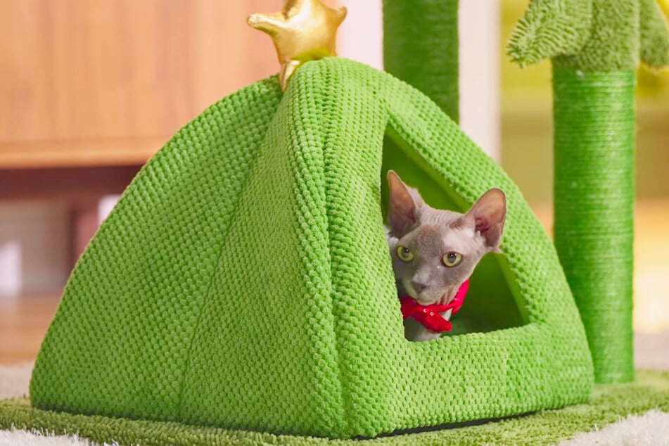 Smart pet owners are grabbing these Chewy deals on Saturday, December 20