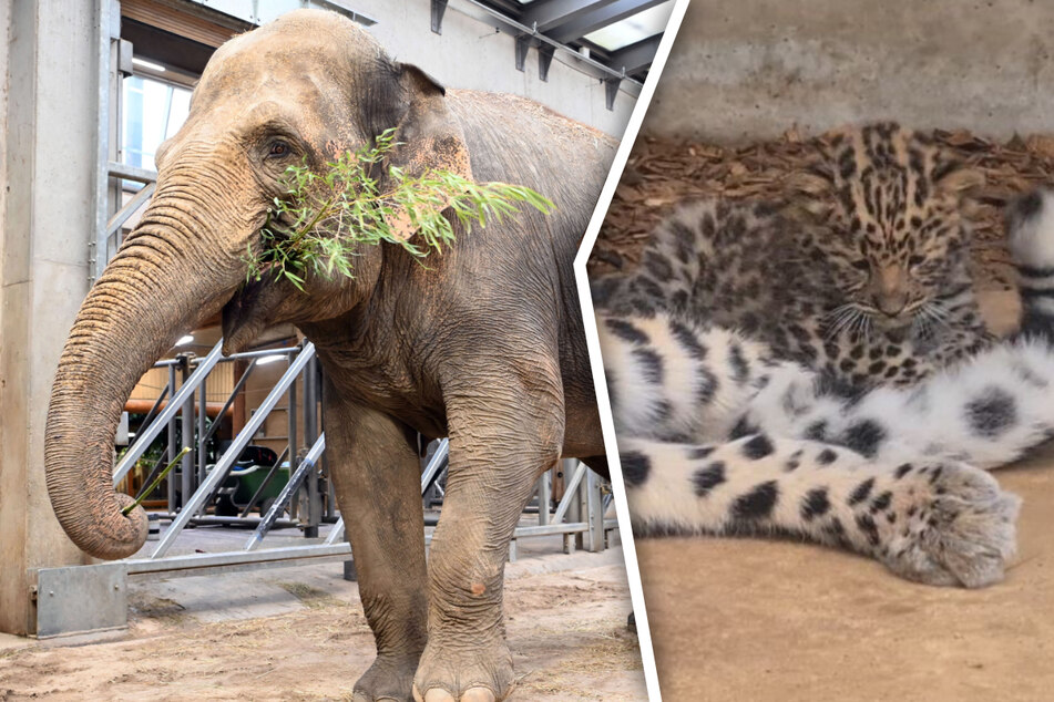 "Elefant, Tiger & Co.": "Saida" und "Manju" zeigen, wer der Boss ist!