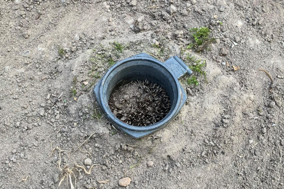 In diesem Rohr steckte der kleine Igel fest.