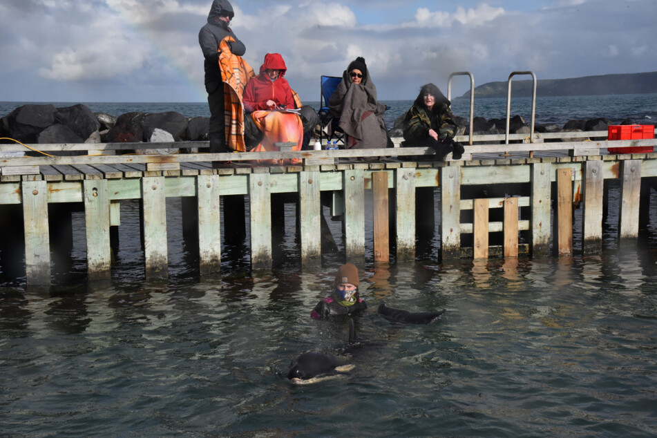 Freiwillige Helfer kümmern sich um das gestrandete Orca-Baby.
