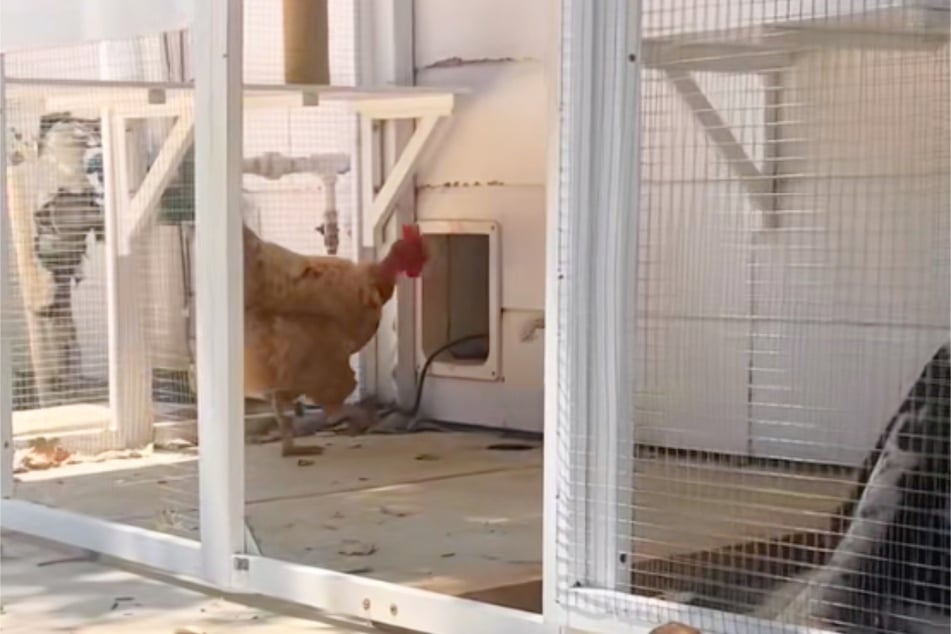 Dass Henne Lola sie einfach so dort gelegt hat, konnte er nicht ahnen.