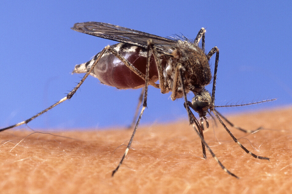Bei einem sechsjährigen Kaltblutwallach wurde der West-Nil-Virus festgestellt, das über Stechmücken übertragen wird.