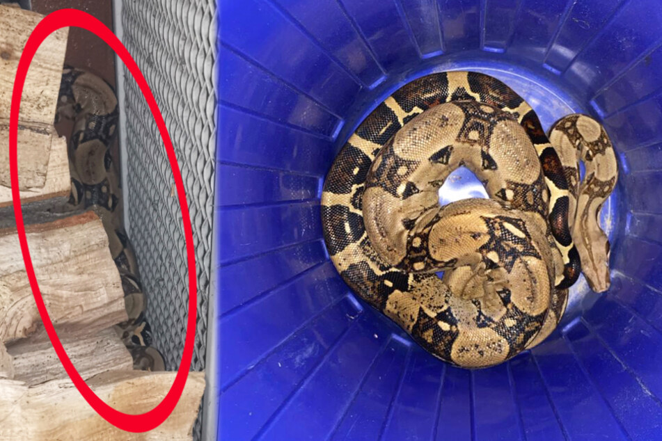 Die Schlange hatte sich hinter einem Holzstapel versteckt. Das Reptil wurde mit einem Eimer eingefangen.