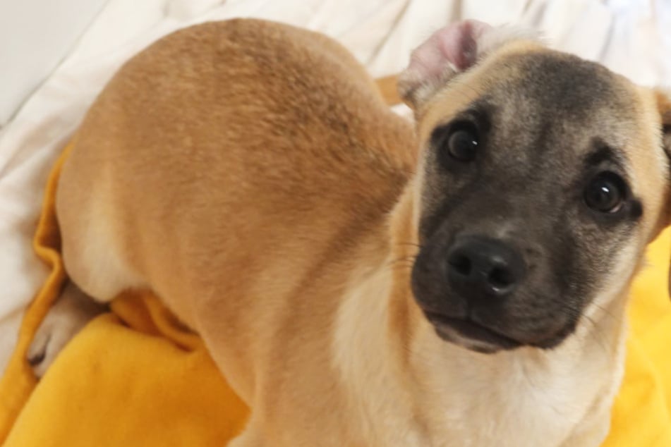 Výletní lístek a šťastný konec? „Níže položený“ mixér Lio odolává smutné minulosti