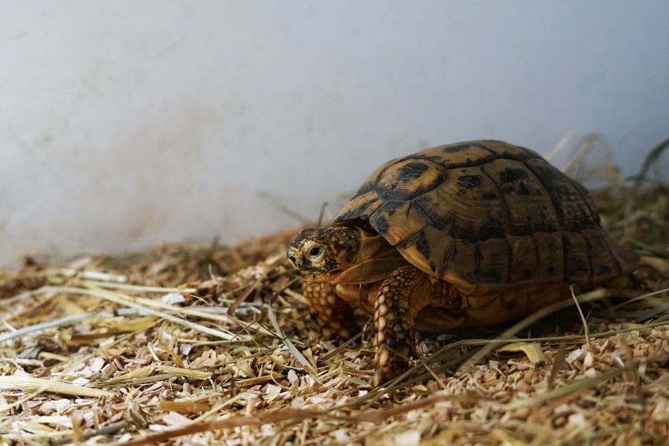 Mattis Alter wurde 2021 auf rund zehn Jahre geschätzt. Landschildkröten können jedoch 30 bis 40 Jahre alt werden.