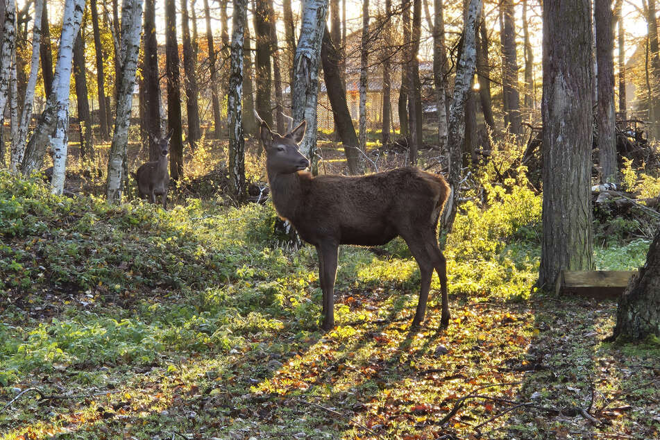 Der Hirsch ist das imposanteste Tier des Geheges in Taura.