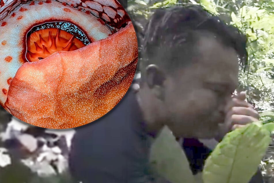Als Forscher im Dschungel auf dieses Monster stößt, bricht er in Tränen aus