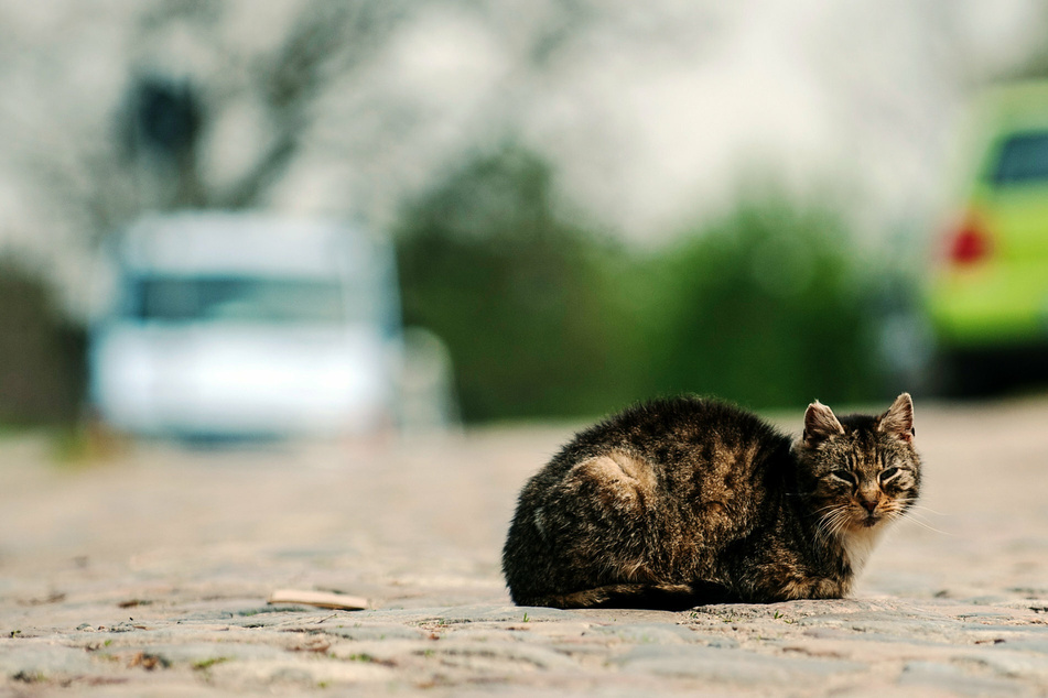 Unfassbare Tierquälerei: Katze bewusst mit Auto totgefahren