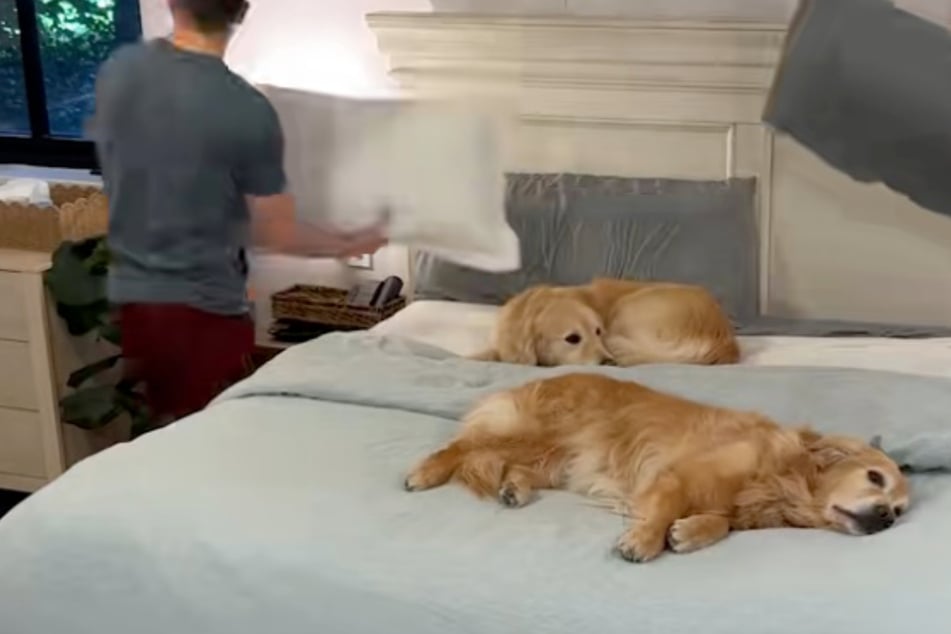 Eltern wollen Bett beziehen: Was sie dafür mit ihren Golden Retrievern machen, amüsiert so viele