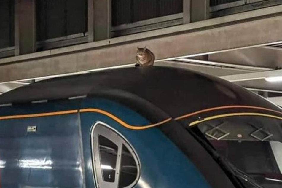 Luckily someone saw this tabby cat before the train departed the station.