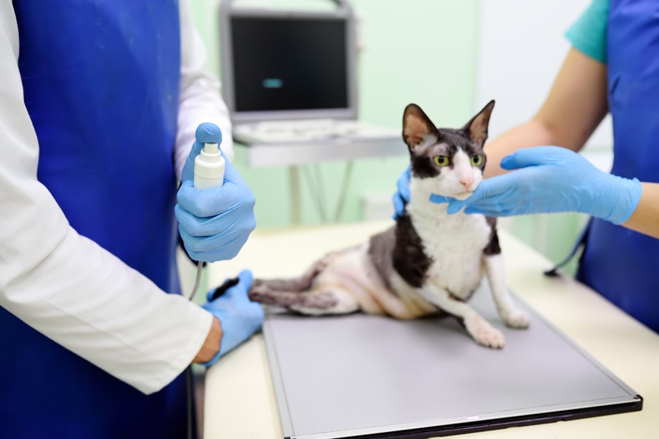Verletzungen am Rücken können bei Katzen Ataxie verursachen.