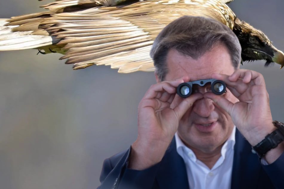 Markus Söder besucht Berchtesgadener Bartgeier: Das ist der Grund