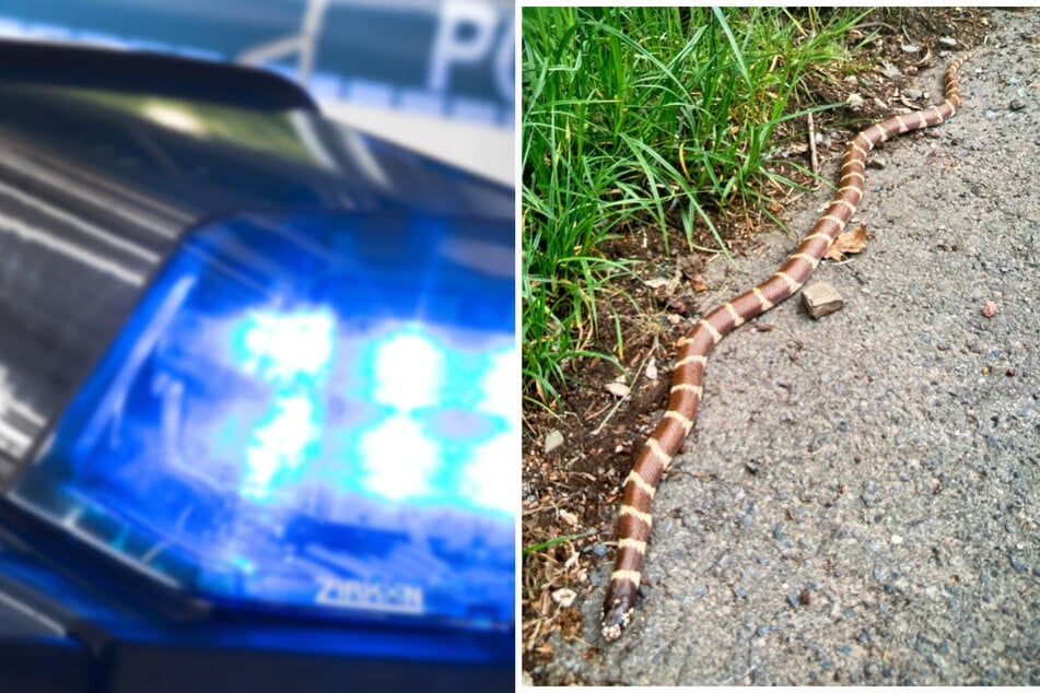 Kurioser Polizeieinsatz: Exotische Schlange stellt Beamte vor Rätsel