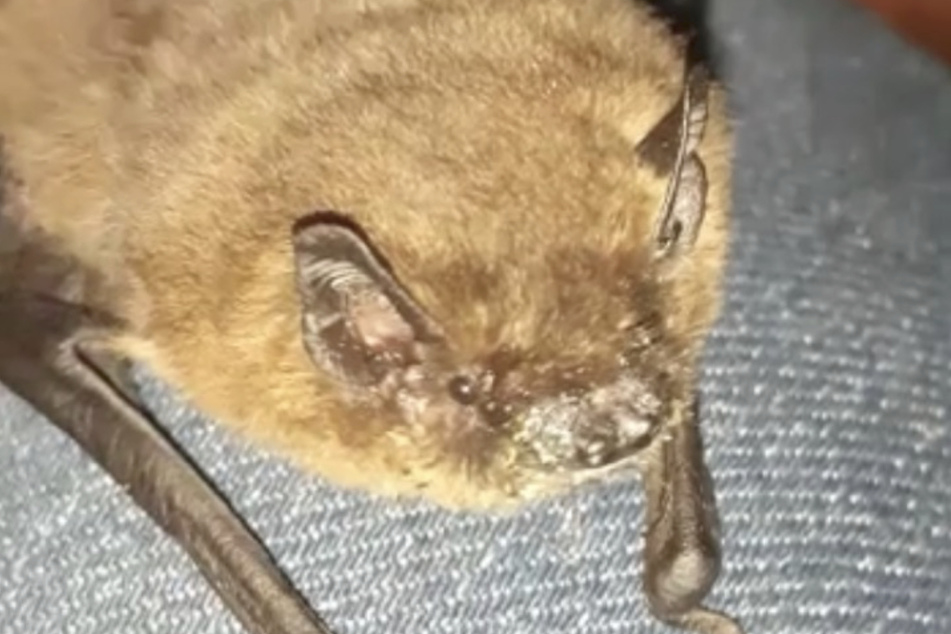 Die Fledermaus versteckte sich zunächst in einem Patientenzimmer.