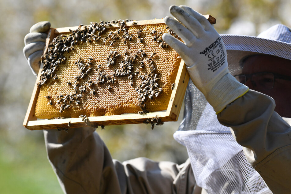Ein Imker kontrolliert seine Bienenwaben. (Symbolbild)