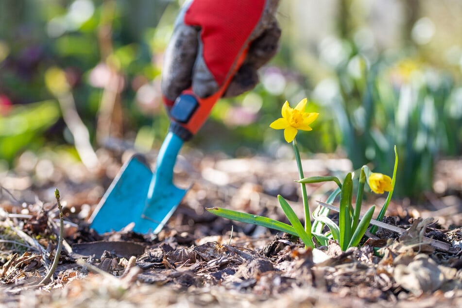 Während der Gartenarbeiten wurde eine Frau in Wolmirstedt von zwei maskierten Männern angegriffen. (Symbolbild)