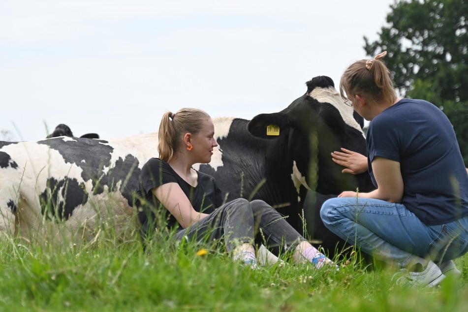Vaches câlin dans le Nord : pourquoi les "Huit Enchantées" conquièrent les cœurs