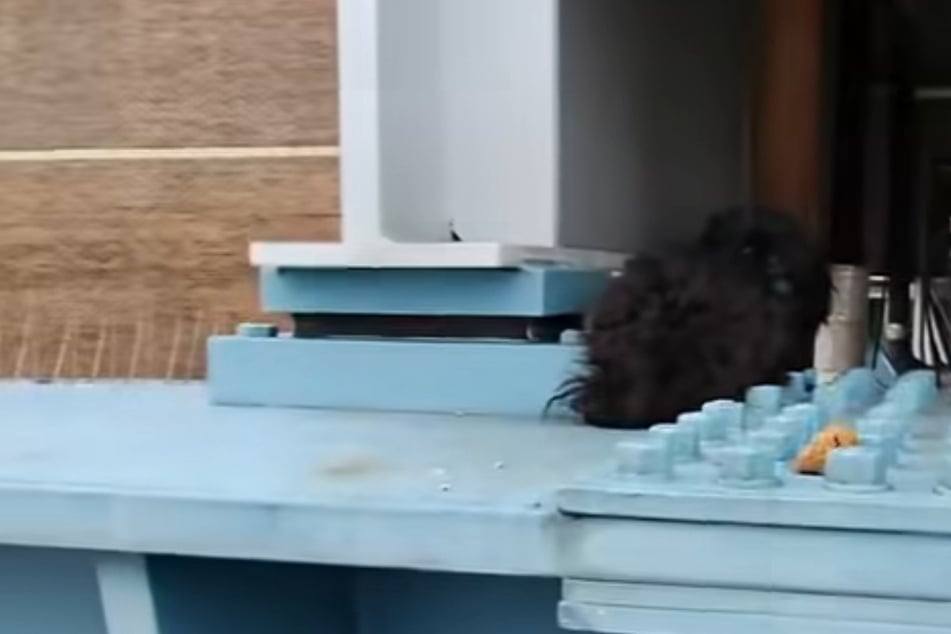 Atrapado en lo alto: un perrito está atrapado en un poste de soporte.