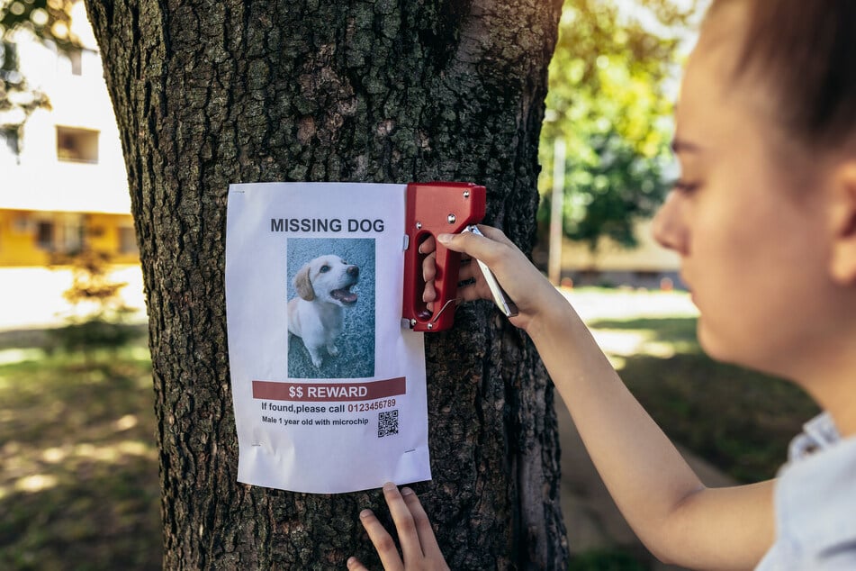 Noch immer ist Hund Ace nicht wieder bei seinem Halter. Reddit-Nutzer setzen auf altmodische Such-Plakate. (Symbolfoto)
