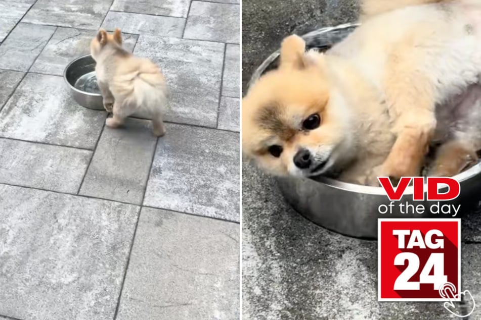 This dog had a whole kiddie pool... and still chose to dive into the giant water bowl!