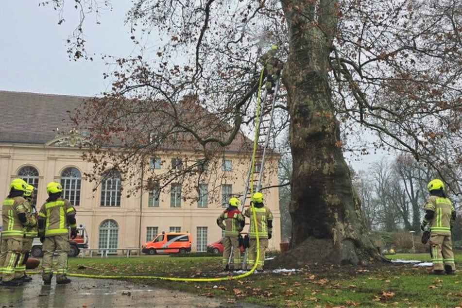 Eine Einsatzkraft der Feuerwehr musste über eine Leiter zu einem Loch im Stamm in etwa sieben Metern Höhe hinaussteigen.