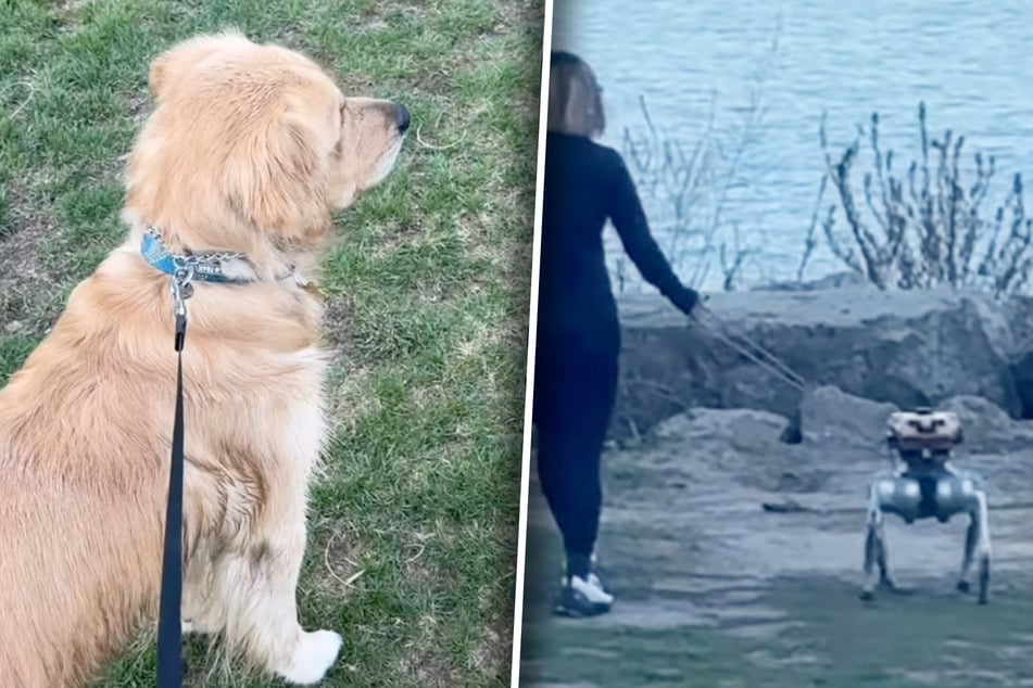 Golden Retriever sieht erstmals Roboter-Hund: Seine Reaktion lässt kaum jemanden kalt