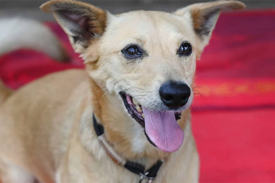 Oscar ist ein Terrier-Mix, der trotz seines fortgeschrittenen Alters noch ein wenig unerzogen ist.
