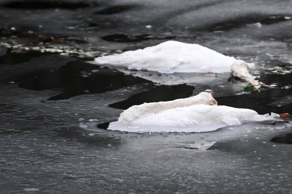 Berlin: Viele Tote Schwäne im Eis: Woran starben die Vögel wirklich?