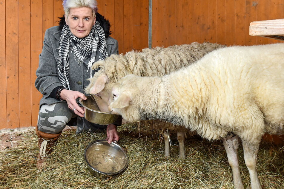 Tierschutz-Chefin Ramona Loske (45) päppelt die beiden Schafe auf.
