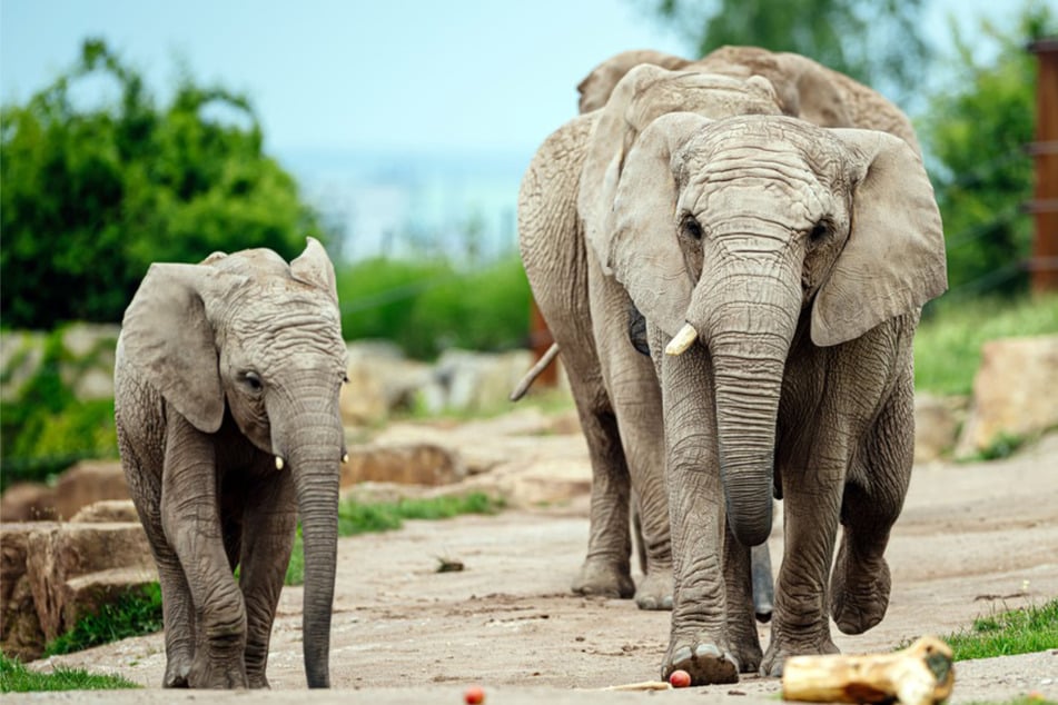 Entdeckertag im Zoopark Erfurt: Blick hinter die Kulissen bei den Elefanten