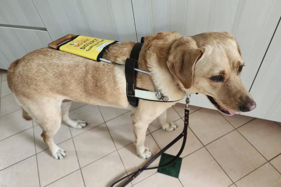 Der Blindenhund der sehbehinderten Frau, die im "Poh Kee Chicken Rice" ein Stammgast ist. Laut Herr Poh sei es das erste Mal in 20 Jahre gewesen, dass er eine derartige Diskriminierung erlebt hat.