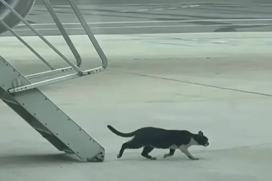 Erst als man die Katze in Ruhe ließ, verschwand sie über eine Treppe aus dem Flugzeug.