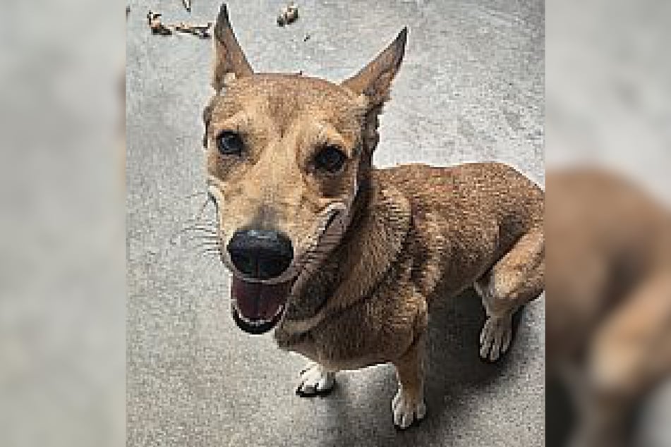 Im Frankfurter Tierheim sitzend, wartet Lucy darauf ein liebevolles neues Zuhause zu finden.
