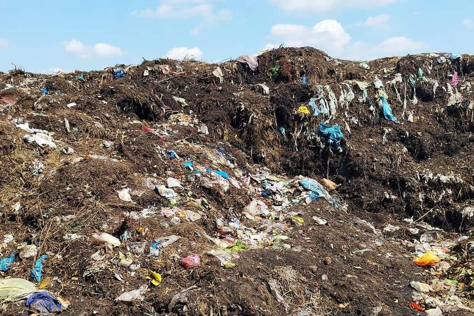 Auf der Biokompostieranlage im Merseburger Ortsteil Beuna finden Störche allerlei Plastik und Gummi.