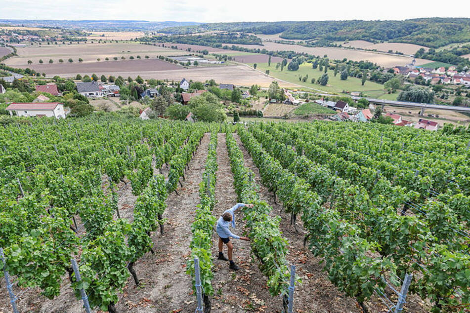 Während der Bonitur wurden zuletzt hunderte Hektar Weinanbaufläche der Winzervereinigung Freyburg-Unstrut begutachtet.