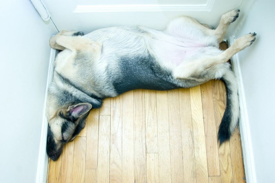 Wie lange schlafen Hunde? Was Hundebesitzer wissen müssen TAG24