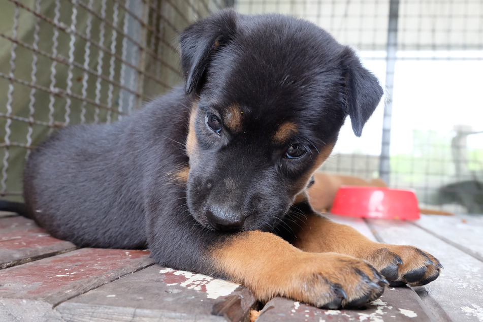 Immer wieder werden aus dem Ausland insbesondere Hundewelpen nach Deutschland geschmuggelt. (Symbolbild)